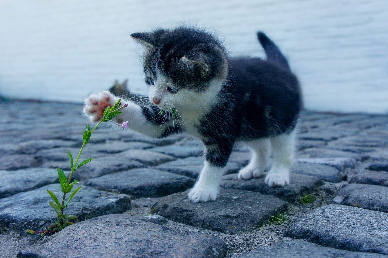 花をいじる子猫