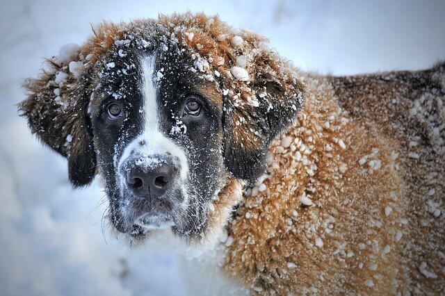 降雪の中こちらを見る犬