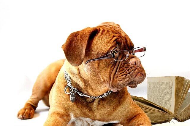 メガネをした犬と本