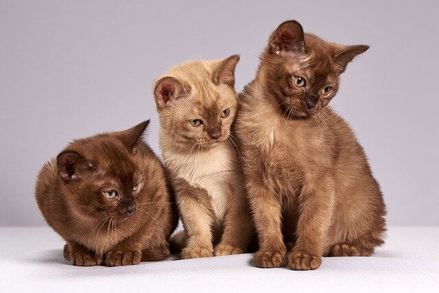 3匹のネコ
